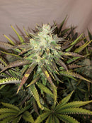 Aeroponica, AUTOFIORENTI, Automatiche, Brands_Fast Buds, Coltivazione, FEMMINIZZATI, Gorilla Glue Auto, Idroponica, Indoor, Outdoor, Semi, Semi da collezione, THC, Tipo_Auto Fiorenti - doisgrowshop.it