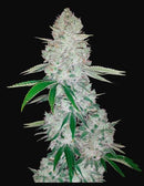 Aeroponica, AUTOFIORENTI, Automatiche, Brands_Fast Buds, Coltivazione, FEMMINIZZATI, Gorilla Glue Auto, Idroponica, Indoor, Outdoor, Semi, Semi da collezione, THC, Tipo_Auto Fiorenti - doisgrowshop.it