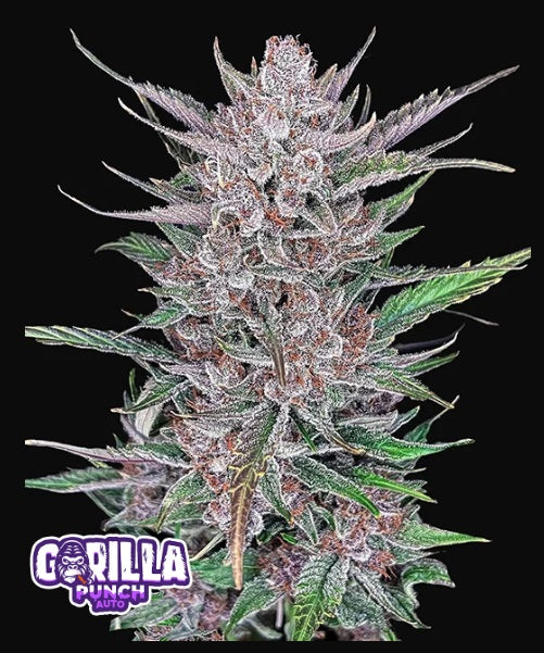 Fast Buds Gorilla Punch Auto