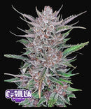Fast Buds Gorilla Punch Auto