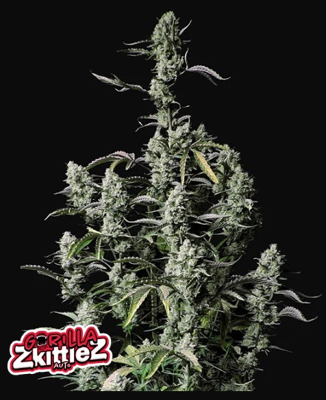 Fast Buds Gorilla Zkittlez Auto