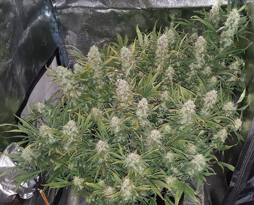 Aeroponica, AUTOFIORENTI, Automatiche, Brands_Fast Buds, Coltivazione, FEMMINIZZATI, Grapefruit Auto, Idroponica, Indoor, Outdoor, Semi, Semi da collezione, THC, Tipo_Auto Fiorenti - doisgrowshop.it