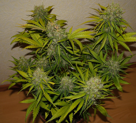 Aeroponica, AUTOFIORENTI, Automatiche, Brands_Fast Buds, Coltivazione, FEMMINIZZATI, Grapefruit Auto, Idroponica, Indoor, Outdoor, Semi, Semi da collezione, THC, Tipo_Auto Fiorenti - doisgrowshop.it