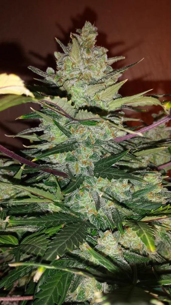 Aeroponica, AUTOFIORENTI, Automatiche, Brands_Fast Buds, Coltivazione, FEMMINIZZATI, Green Crack Auto, Idroponica, Indoor, Outdoor, Semi, Semi da collezione, THC, Tipo_Auto Fiorenti - doisgrowshop.it