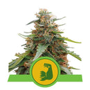 Aeroponica, Autocoltivazione, AUTOFIORENTI, Brands_Royal Queen Seeds, Coltivazione, Idroponica, Indoor, Outdoor, Semi, Semi da collezione, THC, Tipo_Auto Fiorenti - doisgrowshop.it