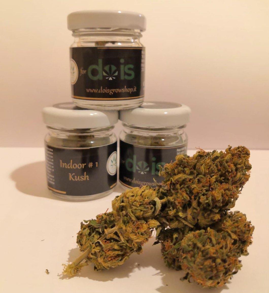 Brands_DOIS, Cbweed, Diamond, Dois, fiori, Legale, Light, Mary, Peso_1 g - doisgrowshop.it