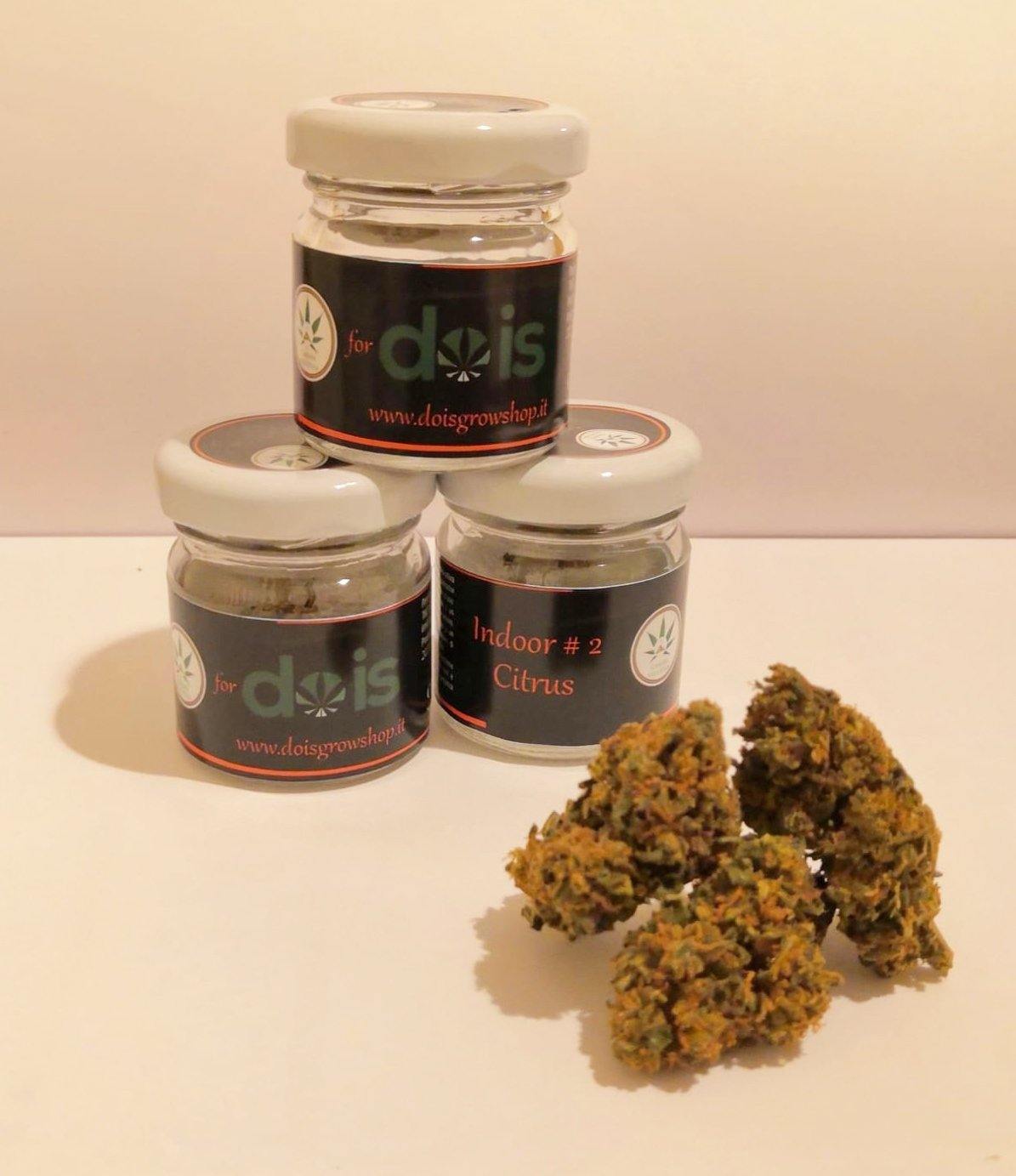 Brands_DOIS, Cbweed, Diamond, Dois, fiori, Legale, Light, Mary, Peso_1 g - doisgrowshop.it