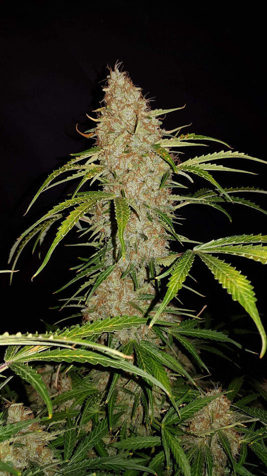 Aeroponica, AUTOFIORENTI, Automatiche, Brands_Fast Buds, Coltivazione, FEMMINIZZATI, Idroponica, Indoor, Jack Herer Auto, Outdoor, Semi, Semi da collezione, THC, Tipo_Auto Fiorenti - doisgrowshop.it