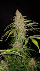 Aeroponica, AUTOFIORENTI, Automatiche, Brands_Fast Buds, Coltivazione, FEMMINIZZATI, Idroponica, Indoor, Jack Herer Auto, Outdoor, Semi, Semi da collezione, THC, Tipo_Auto Fiorenti - doisgrowshop.it