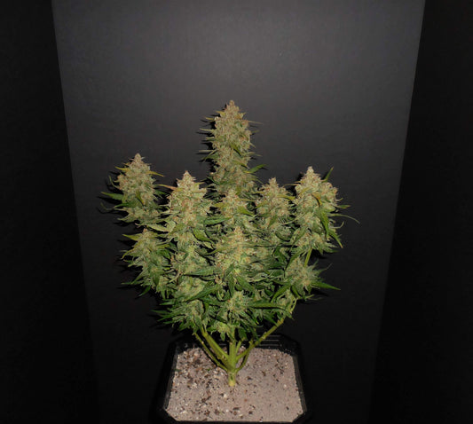 Aeroponica, AUTOFIORENTI, Automatiche, Brands_Fast Buds, Coltivazione, FEMMINIZZATI, Idroponica, Indoor, Lemon AK Auto, Outdoor, Semi, Semi da collezione, THC, Tipo_Auto Fiorenti - doisgrowshop.it