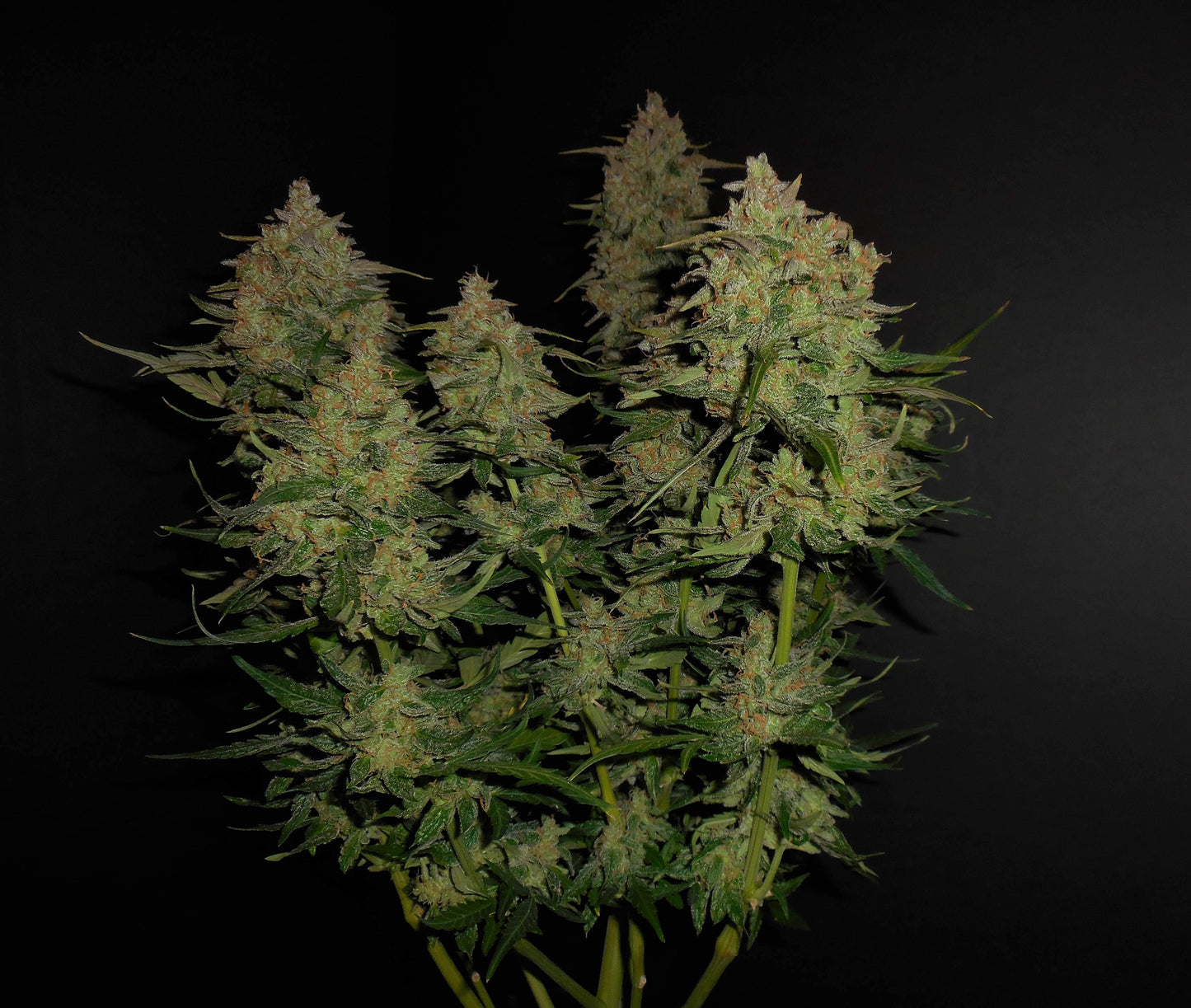 Aeroponica, AUTOFIORENTI, Automatiche, Brands_Fast Buds, Coltivazione, FEMMINIZZATI, Idroponica, Indoor, Lemon AK Auto, Outdoor, Semi, Semi da collezione, THC, Tipo_Auto Fiorenti - doisgrowshop.it