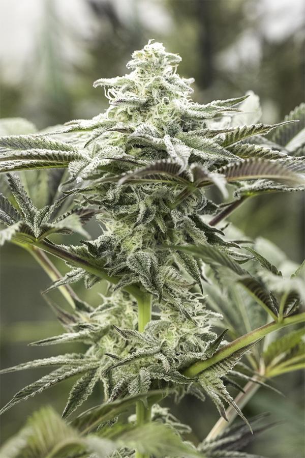 Aeroponica, Autocoltivazione, Brands_Humboldt Seeds, Coltivazione, FEMMINIZZATI, Idroponica, Indoor, Outdoor, Semi, THC, Tipo_Femminizzati - doisgrowshop.it