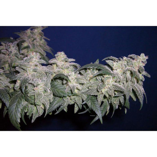 Aeroponica, Brands_Paradise Seeds, Coltivazione, FEMMINIZZATI, Idroponica, Indoor, Magic Bud, Outdoor, Semi, Semi da collezione, THC, Tipo_Femminizzati - doisgrowshop.it