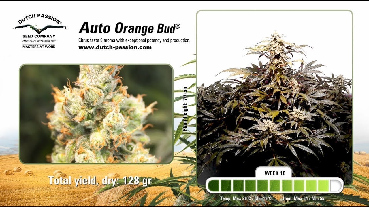 Aeroponica, AUTOFIORENTI, Brands_Dutch Passion, CBD, Coltivazione, Idroponica, Indoor, Offerta, Outdoor, Semi, Semi da collezione, THC, Tipo_Auto Fiorenti - doisgrowshop.it