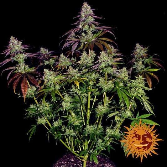 Aeroponica, Barney's Farm, Brands_Barney's Farm, Coltivazione, FEMMINIZZATI, Idroponica, Indoor, Mimosa EVO, Outdoor, Semi, THC, Tipo_Femminizzati - doisgrowshop.it
