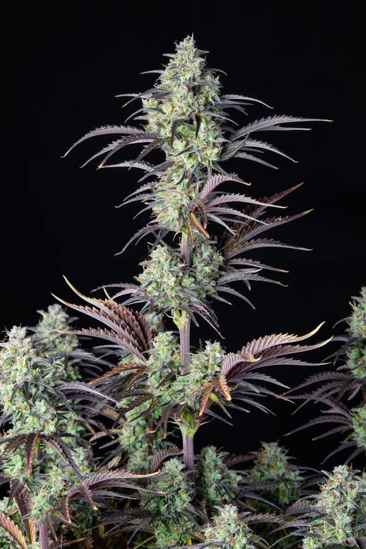 Aeroponica, AUTOFIORENTI, Automatiche, Brands_Fast Buds, Coltivazione, FEMMINIZZATI, Idroponica, Indoor, Mimosa Cake Auto, Outdoor, Semi, Semi da collezione, THC, Tipo_Auto Fiorenti - doisgrowshop.it