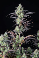 Aeroponica, AUTOFIORENTI, Automatiche, Brands_Fast Buds, Coltivazione, FEMMINIZZATI, Idroponica, Indoor, Mimosa Cake Auto, Outdoor, Semi, Semi da collezione, THC, Tipo_Auto Fiorenti - doisgrowshop.it