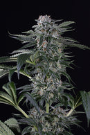 Silent Seeds Moby Dick Auto