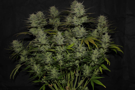 Aeroponica, AUTOFIORENTI, Automatiche, Brands_Fast Buds, Coltivazione, FEMMINIZZATI, Idroponica, Indoor, Northern Lights Auto, Outdoor, Semi, Semi da collezione, THC, Tipo_Auto Fiorenti - doisgrowshop.it