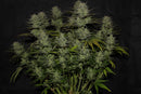 Aeroponica, AUTOFIORENTI, Automatiche, Brands_Fast Buds, Coltivazione, FEMMINIZZATI, Idroponica, Indoor, Northern Lights Auto, Outdoor, Semi, Semi da collezione, THC, Tipo_Auto Fiorenti - doisgrowshop.it