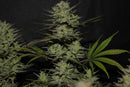 Aeroponica, AUTOFIORENTI, Automatiche, Brands_Fast Buds, Coltivazione, FEMMINIZZATI, Idroponica, Indoor, Northern Lights Auto, Outdoor, Semi, Semi da collezione, THC, Tipo_Auto Fiorenti - doisgrowshop.it