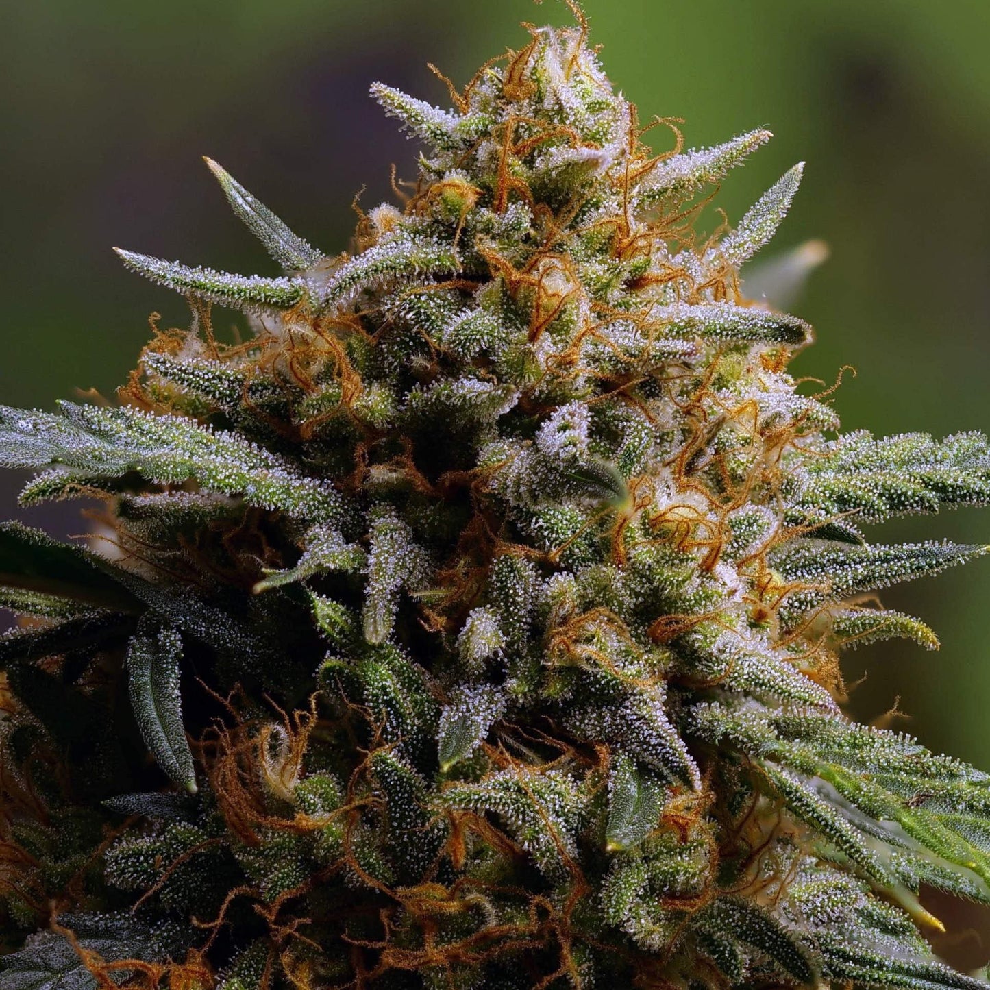 Aeroponica, AUTOFIORENTI, Automatiche, Brands_Fast Buds, Coltivazione, FEMMINIZZATI, Idroponica, Indoor, Northern Lights Auto, Outdoor, Semi, Semi da collezione, THC, Tipo_Auto Fiorenti - doisgrowshop.it