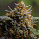 Aeroponica, AUTOFIORENTI, Automatiche, Brands_Fast Buds, Coltivazione, FEMMINIZZATI, Idroponica, Indoor, Northern Lights Auto, Outdoor, Semi, Semi da collezione, THC, Tipo_Auto Fiorenti - doisgrowshop.it