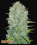 Aeroponica, AUTOFIORENTI, Automatiche, Brands_Fast Buds, Coltivazione, FEMMINIZZATI, Idroponica, Indoor, Northern Lights Auto, Outdoor, Semi, Semi da collezione, THC, Tipo_Auto Fiorenti - doisgrowshop.it