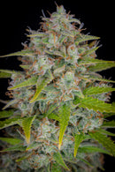 Aeroponica, AUTOFIORENTI, Automatiche, Brands_Fast Buds, Coltivazione, FEMMINIZZATI, Idroponica, Indoor, Orange Sherbet Auto, Outdoor, Semi, Semi da collezione, THC, Tipo_Auto Fiorenti - doisgrowshop.it