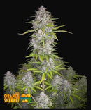 Aeroponica, AUTOFIORENTI, Automatiche, Brands_Fast Buds, Coltivazione, FEMMINIZZATI, Idroponica, Indoor, Orange Sherbet Auto, Outdoor, Semi, Semi da collezione, THC, Tipo_Auto Fiorenti - doisgrowshop.it