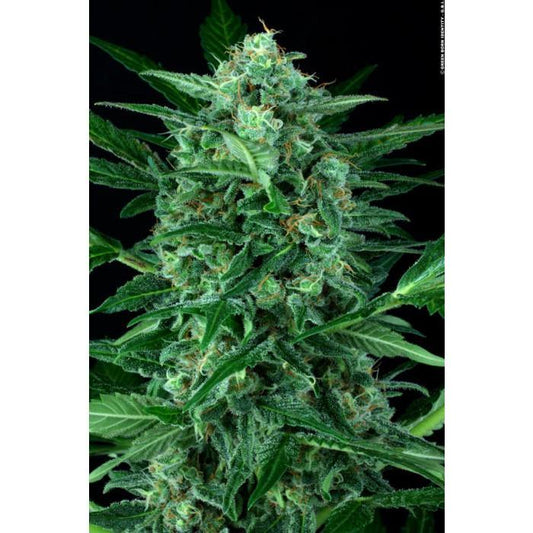 Aeroponica, Auto Wappa, AUTOFIORENTI, Automatiche, AutoWappa, Brands_Paradise Seeds, Coltivazione, FEMMINIZZATI, Idroponica, Indoor, Outdoor, Pandora, Semi, Semi da collezione, THC, Tipo_Auto Fiorenti - doisgrowshop.it