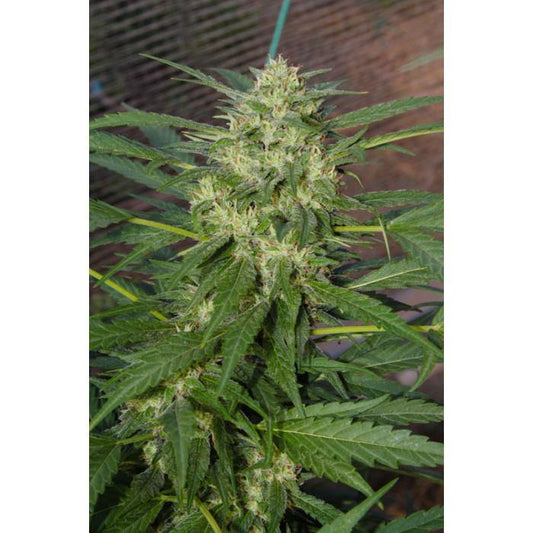 Aeroponica, AUTOFIORENTI, Automatiche, Brands_Paradise Seeds, Coltivazione, FEMMINIZZATI, Idroponica, Indoor, Outdoor, Pandora, Semi, Semi da collezione, THC, Tipo_Auto Fiorenti - doisgrowshop.it