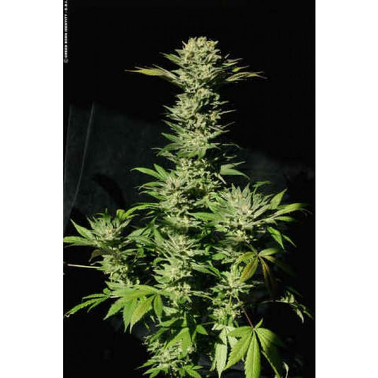 Aeroponica, Brands_Paradise Seeds, CBD, Coltivazione, FEMMINIZZATI, Idroponica, Indoor, Outdoor, Semi, Semi da collezione, Sensi Star, THC - doisgrowshop.it