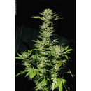 Aeroponica, Brands_Paradise Seeds, CBD, Coltivazione, FEMMINIZZATI, Idroponica, Indoor, Outdoor, Semi, Semi da collezione, Sensi Star, THC - doisgrowshop.it