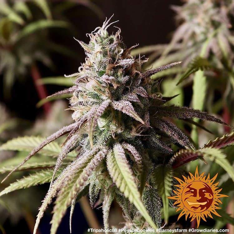 Aeroponica, Barney's Farm, Brands_Barney's Farm, Coltivazione, FEMMINIZZATI, Idroponica, Indoor, Outdoor, Peyote Cookies, Semi, THC, Tipo_Femminizzati - doisgrowshop.it