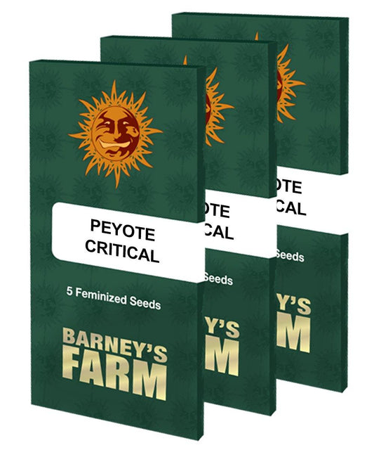 Aeroponica, Barney's Farm, Brands_Barney's Farm, Coltivazione, FEMMINIZZATI, Idroponica, Indoor, Outdoor, Peyote Critical, Semi, THC, Tipo_Femminizzati - doisgrowshop.it