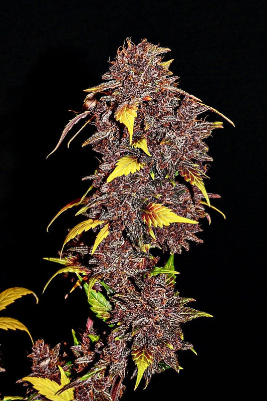 Aeroponica, AUTOFIORENTI, Automatiche, Brands_Fast Buds, Coltivazione, FEMMINIZZATI, Idroponica, Indoor, Outdoor, Purple Lemonade, Semi, Semi da collezione, THC, Tipo_Auto Fiorenti - doisgrowshop.it