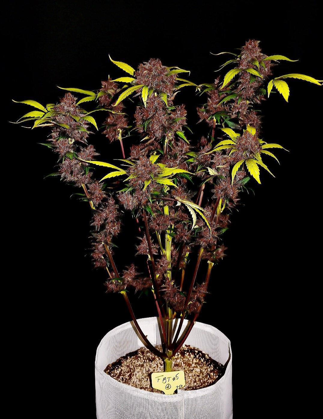 Aeroponica, AUTOFIORENTI, Automatiche, Brands_Fast Buds, Coltivazione, FEMMINIZZATI, Idroponica, Indoor, Outdoor, Purple Lemonade, Semi, Semi da collezione, THC, Tipo_Auto Fiorenti - doisgrowshop.it