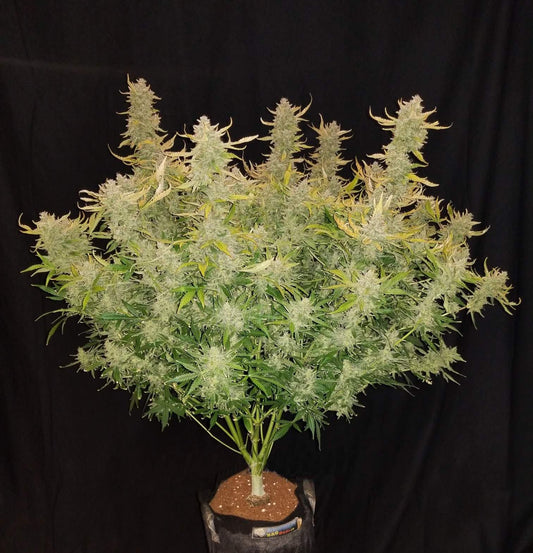 Aeroponica, AUTOFIORENTI, Automatiche, Brands_Fast Buds, Coltivazione, FEMMINIZZATI, Idroponica, Indoor, Outdoor, Rhino Ryder Auto, Semi, Semi da collezione, THC, Tipo_Auto Fiorenti - doisgrowshop.it