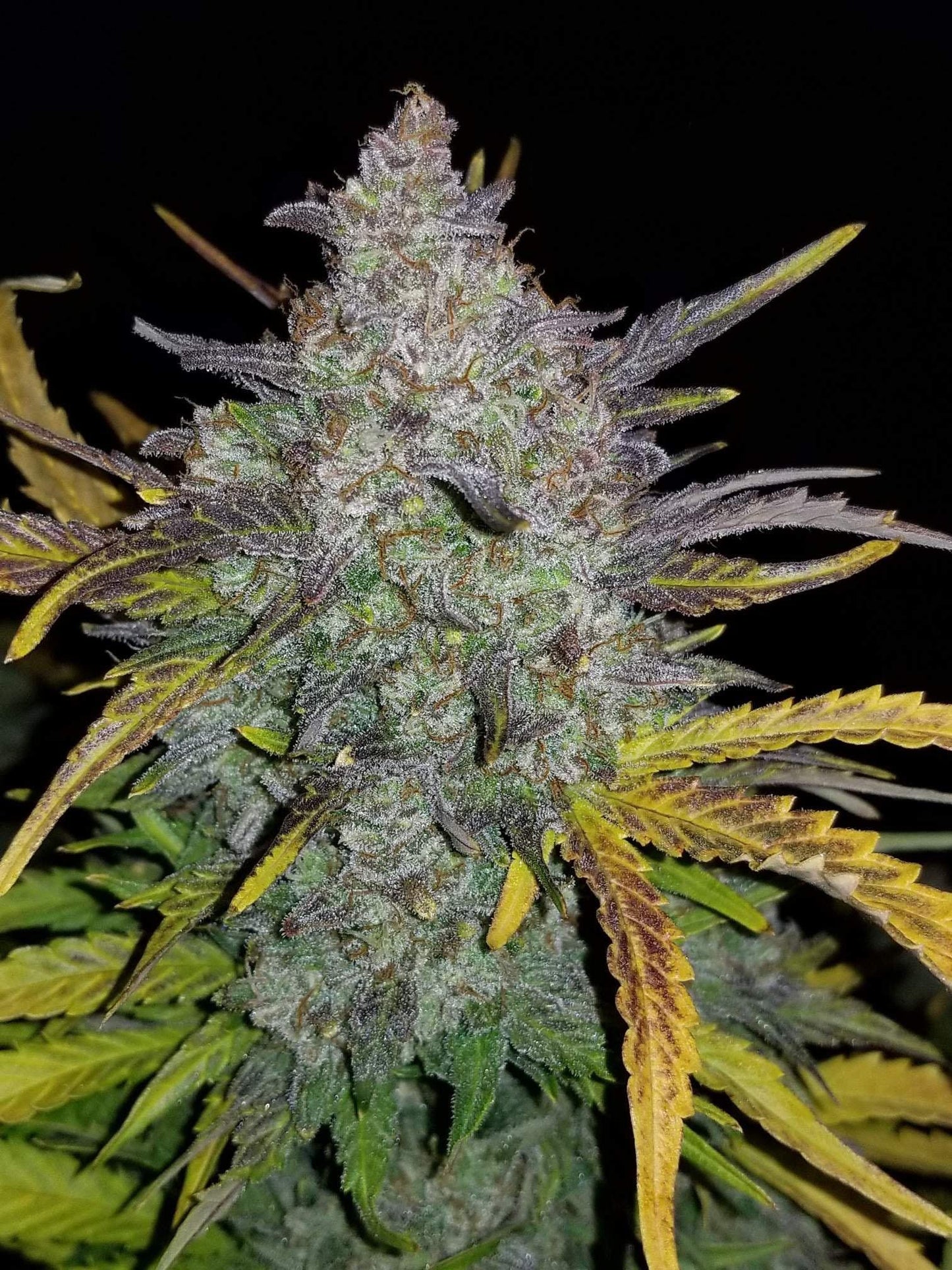Aeroponica, AUTOFIORENTI, Automatiche, Brands_Fast Buds, Coltivazione, FEMMINIZZATI, Idroponica, Indoor, Outdoor, Rhino Ryder Auto, Semi, Semi da collezione, THC, Tipo_Auto Fiorenti - doisgrowshop.it