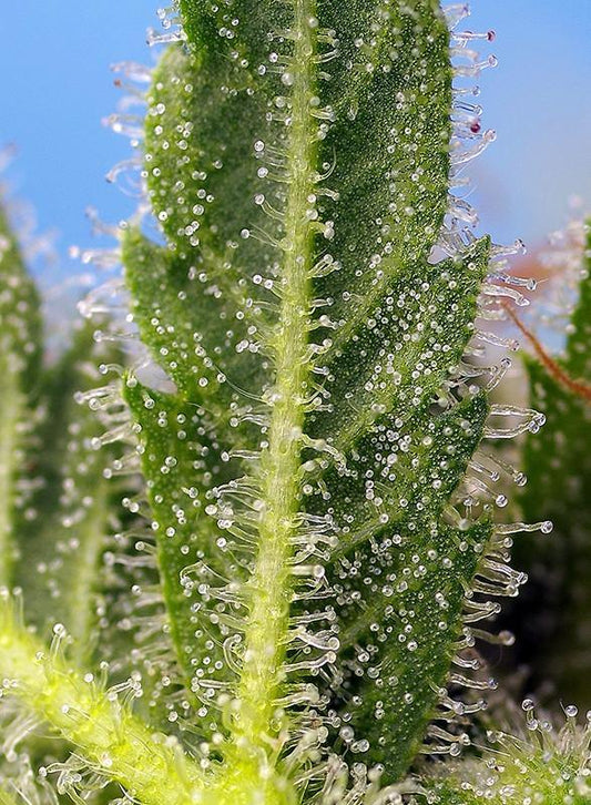 Aeroponica, AUTOFIORENTI, Brands_Sweet Seeds, CBD, Coltivazione, Idroponica, Indoor, Outdoor, Runtz XL Auto, Semi, Semi da collezione, THC, Tipo_Auto Fiorenti - doisgrowshop.it