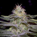 Aeroponica, Brands_Paradise Seeds, CBD, Coltivazione, FEMMINIZZATI, Idroponica, Indoor, Outdoor, Semi, Semi da collezione, Sensi Star, THC - doisgrowshop.it