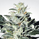 Aeroponica, Brands_Paradise Seeds, CBD, Coltivazione, FEMMINIZZATI, Idroponica, Indoor, Outdoor, Semi, Semi da collezione, Sensi Star, THC - doisgrowshop.it