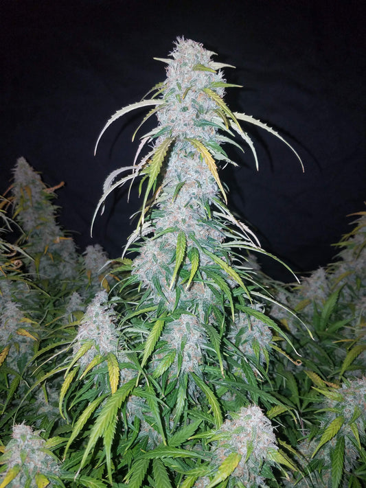 Aeroponica, AUTOFIORENTI, Automatiche, Brands_Fast Buds, Coltivazione, FEMMINIZZATI, Idroponica, Indoor, Outdoor, Semi, Semi da collezione, Six Shooter Auto, THC, Tipo_Auto Fiorenti - doisgrowshop.it