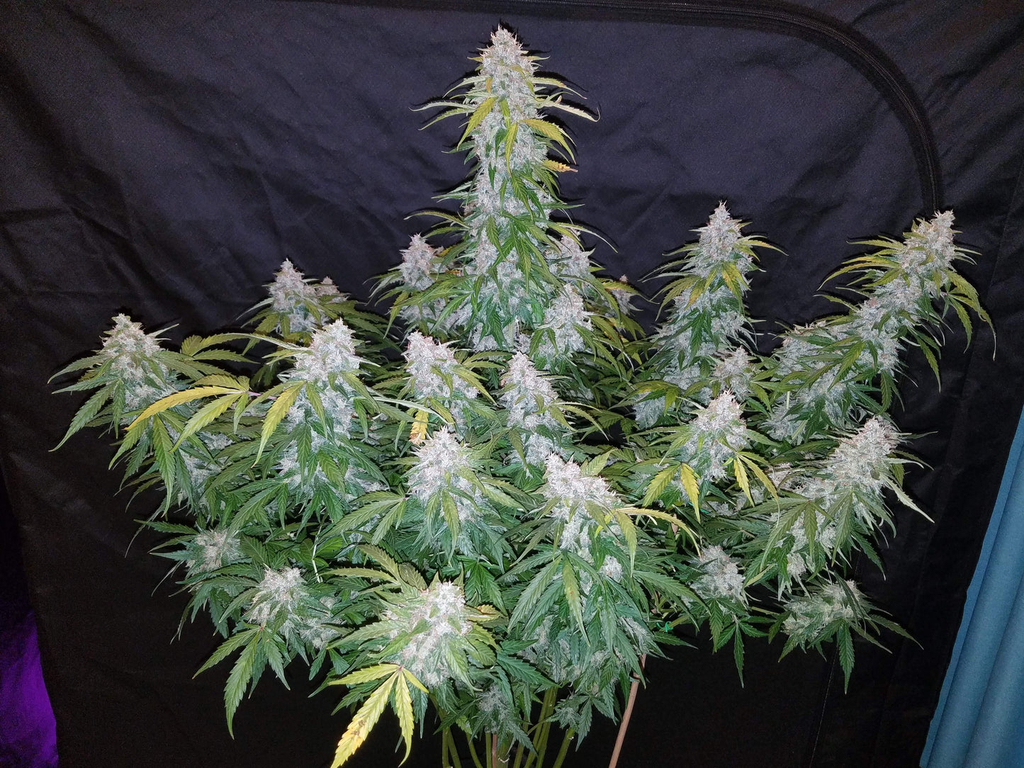 Aeroponica, AUTOFIORENTI, Automatiche, Brands_Fast Buds, Coltivazione, FEMMINIZZATI, Idroponica, Indoor, Outdoor, Semi, Semi da collezione, Six Shooter Auto, THC, Tipo_Auto Fiorenti - doisgrowshop.it