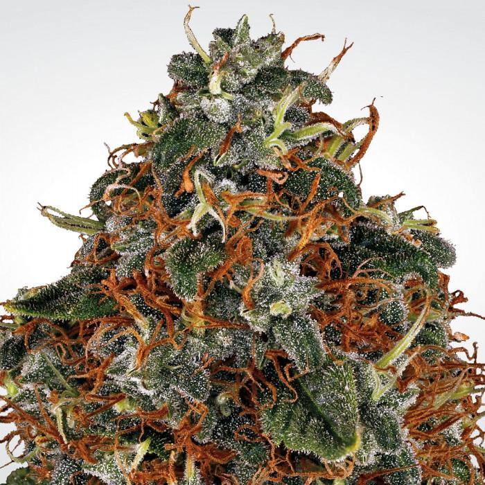Aeroponica, Brands_Paradise Seeds, Coltivazione, FEMMINIZZATI, Idroponica, Indoor, Outdoor, Semi, Semi da collezione, Space Cookies, THC, Tipo_Femminizzati - doisgrowshop.it