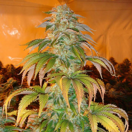 Aeroponica, Brands_Paradise Seeds, Coltivazione, FEMMINIZZATI, Idroponica, Indoor, Outdoor, Semi, Semi da collezione, Spoetnik#1, THC, Tipo_Femminizzati - doisgrowshop.it