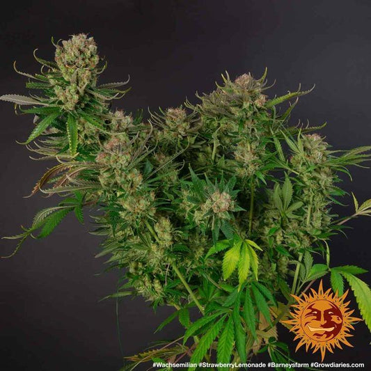 Aeroponica, Barney's Farm, Brands_Barney's Farm, Coltivazione, FEMMINIZZATI, Idroponica, Indoor, Outdoor, Semi, Strawberry Lemonade, THC, Tipo_Femminizzati - doisgrowshop.it