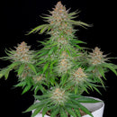 Aeroponica, AUTOFIORENTI, Automatiche, Brands_Fast Buds, Coltivazione, FEMMINIZZATI, Idroponica, Indoor, Outdoor, Semi, Semi da collezione, Strawberry Pie Auto, THC, Tipo_Auto Fiorenti - doisgrowshop.it