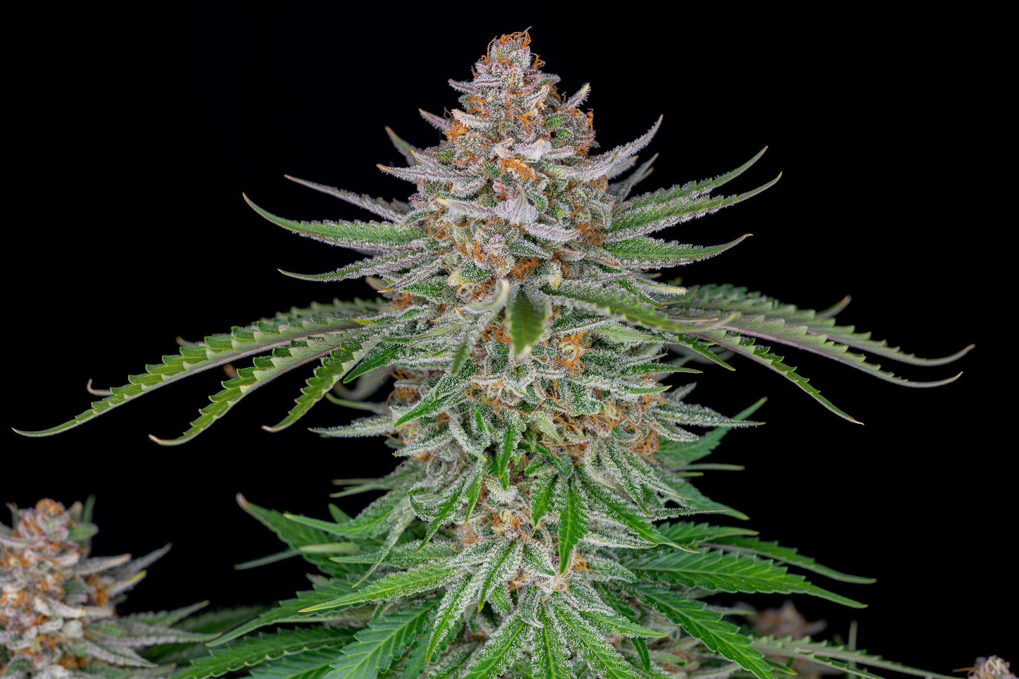 Aeroponica, AUTOFIORENTI, Automatiche, Brands_Fast Buds, Coltivazione, FEMMINIZZATI, Idroponica, Indoor, Outdoor, Semi, Semi da collezione, Strawberry Pie Auto, THC, Tipo_Auto Fiorenti - doisgrowshop.it